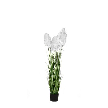 ΦΥΤΟ ΛΕΥΚΟ PAMPAS GRASS x3 Φ15x125ΕΚ ΣΕ ΜΑΥΡΗ ΠΛΑΣΤΙΚΗ ΓΛΑΣΤΡΑ