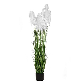 ΦΥΤΟ ΛΕΥΚΟ PAMPAS GRASS x3 Φ23x220ΕΚ ΣΕ ΜΑΥΡΗ ΠΛΑΣΤΙΚΗ ΓΛΑΣΤΡΑ