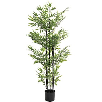 ΦΥΤΟ BAMBOO 150ΕΚ. x4 ΣΕ ΜΑΥΡΗ ΠΛΑΣΤΙΚΗ ΓΛΑΣΤΡΑ