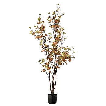ΦΥΤΟ ENKIANTHUS ΜΕ 150 ΦΥΛΛΑ 120ΕΚ ΣΕ ΠΛΑΣΤΙΚΟ ΚΑΣΠΩ Φ12.5x11.5ΕΚ