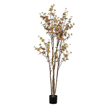 ΦΥΤΟ ENKIANTHUS ΜΕ 310 ΦΥΛΛΑ 170ΕΚ ΣΕ ΠΛΑΣΤΙΚΟ ΚΑΣΠΩ Φ15x12.5ΕΚ