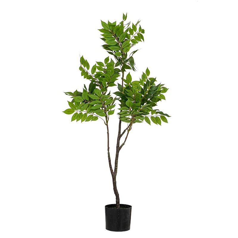 REAL TOUCH ΦΥΤΟ ΑΚΑΚΙΑ 120ΕΚ ΣΕ ΠΛΑΣΤΙΚΗ ΓΛΑΣΤΡΑ Φ15x12.5ΕΚ REAL TOUCH ΦΥΤΟ ΑΚΑΚΙΑ 120ΕΚ ΣΕ ΠΛΑΣΤΙΚΗ ΓΛΑΣΤΡΑ Φ15x12.5ΕΚ